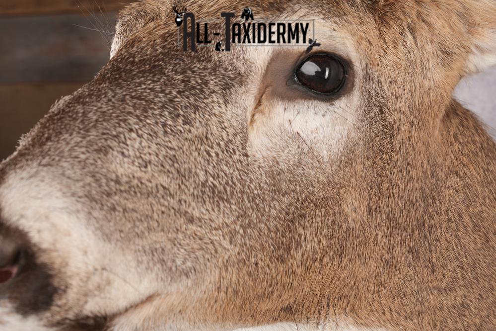 12 Point Whitetail Deer Taxidermy Shoulder Mount SKU 2759 - Image 5