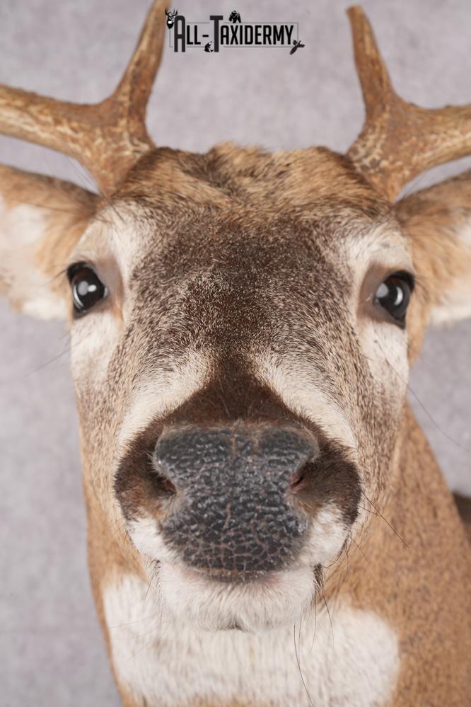 12 Point Whitetail Deer Taxidermy Shoulder Mount SKU 2759 - Image 4