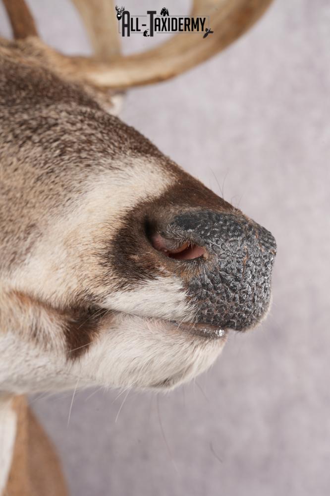 12 Point Whitetail Deer Taxidermy Shoulder Mount SKU 2759 - Image 3