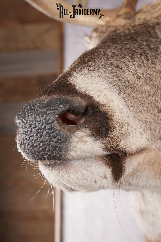 12 Point Whitetail Deer Taxidermy Shoulder Mount SKU 2759 - Image 2