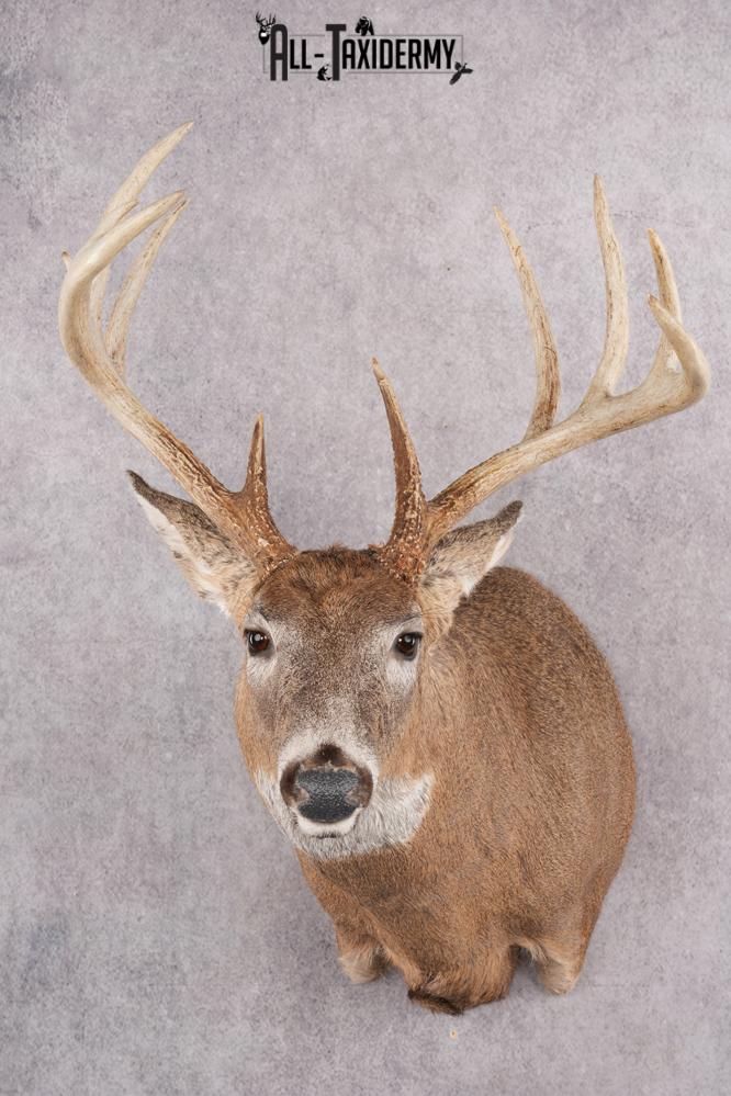 11 Point Whitetail Deer Taxidermy Shoulder Mount SKU 2761
