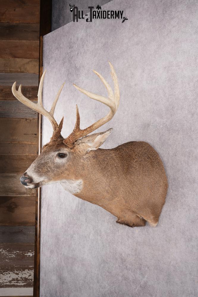 11 Point Whitetail Deer Taxidermy Shoulder Mount SKU 2761 - Image 10