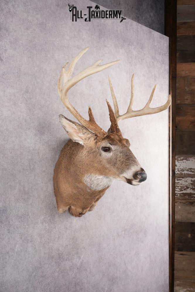 11 Point Whitetail Deer Taxidermy Shoulder Mount SKU 2761 - Image 9