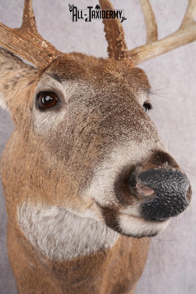 11 Point Whitetail Deer Taxidermy Shoulder Mount SKU 2761 - Image 8