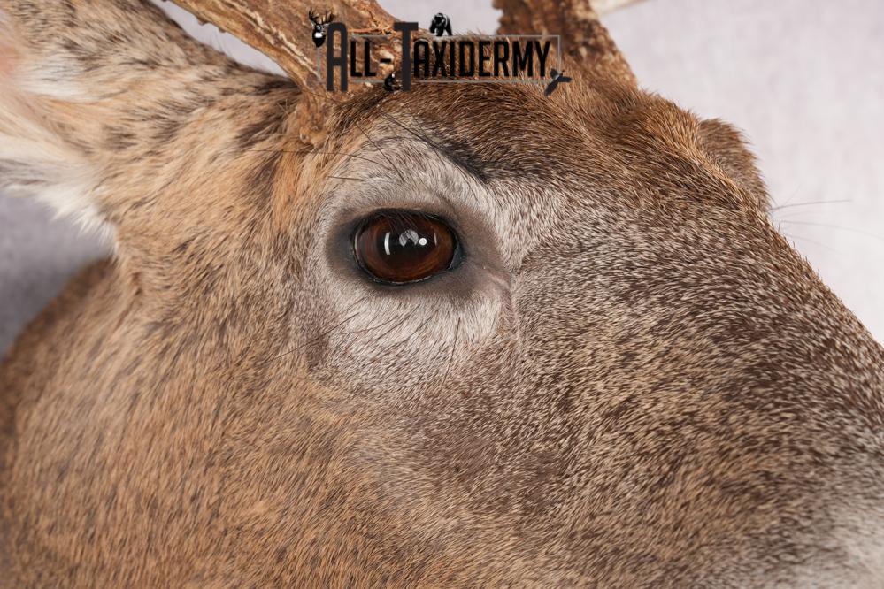 11 Point Whitetail Deer Taxidermy Shoulder Mount SKU 2761 - Image 7