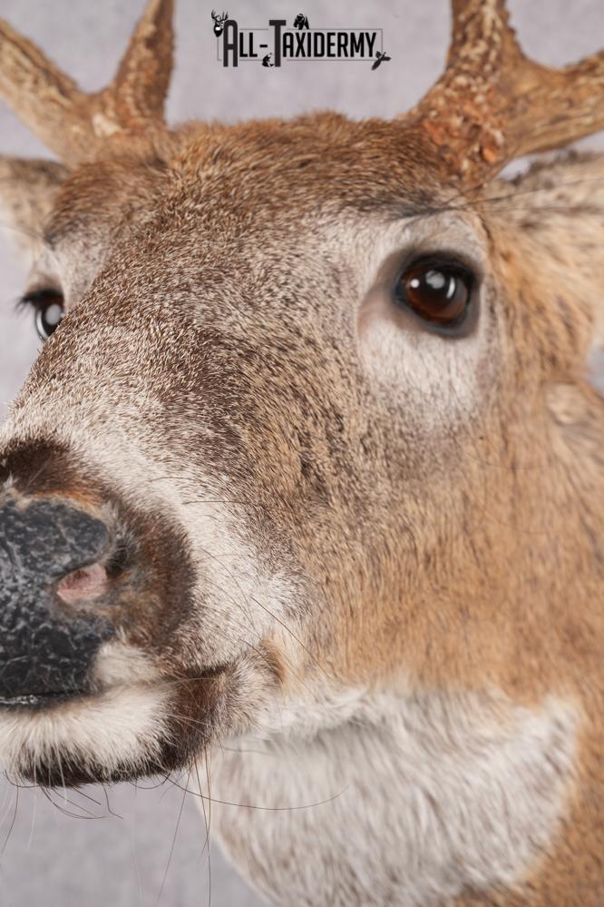 11 Point Whitetail Deer Taxidermy Shoulder Mount SKU 2761 - Image 6