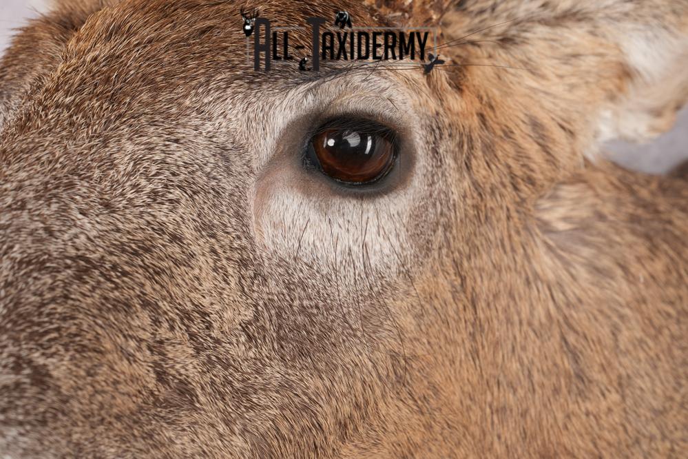 11 Point Whitetail Deer Taxidermy Shoulder Mount SKU 2761 - Image 5