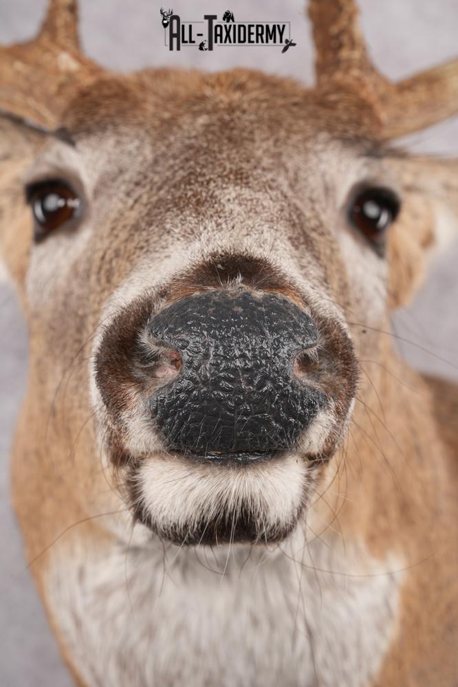 11 Point Whitetail Deer Taxidermy Shoulder Mount SKU 2761 - Image 4