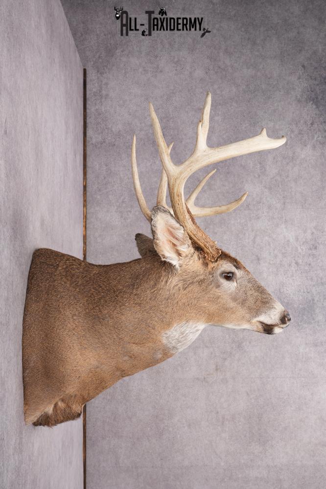 11 Point Whitetail Deer Taxidermy Shoulder Mount SKU 2761 - Image 3