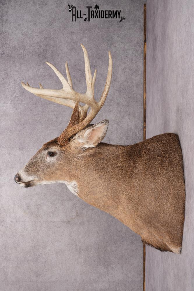 11 Point Whitetail Deer Taxidermy Shoulder Mount SKU 2761 - Image 2