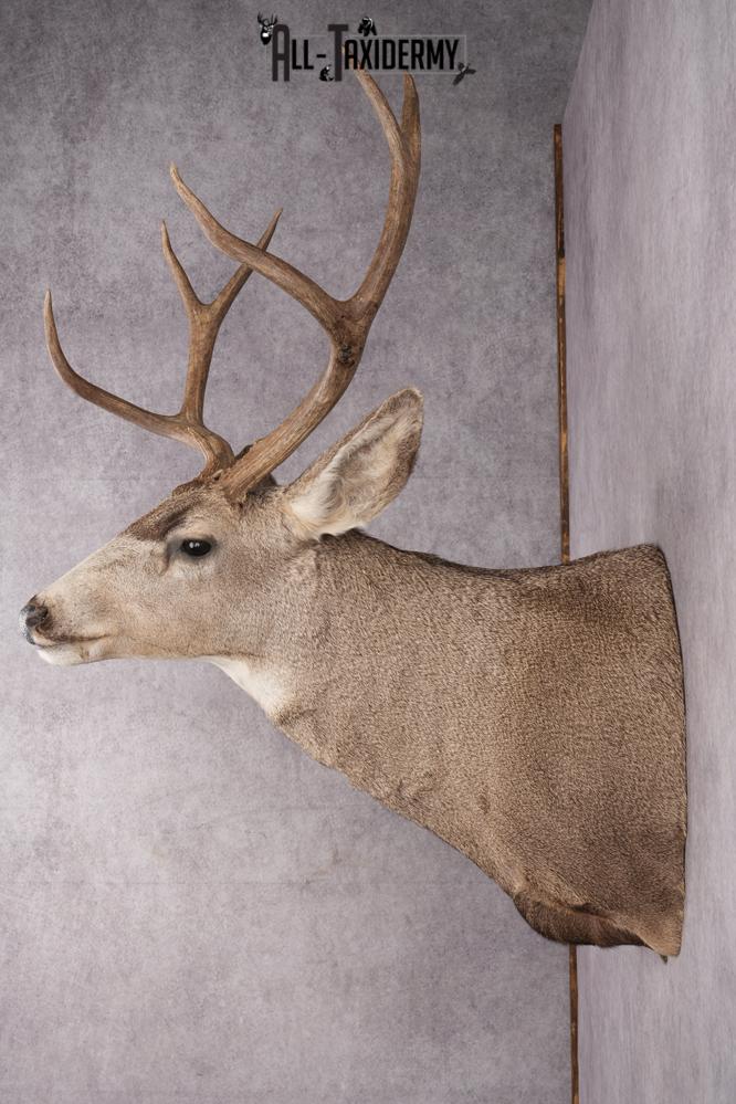 Mule Deer Taxidermy Shoulder Mount SKU 2762 - Image 8