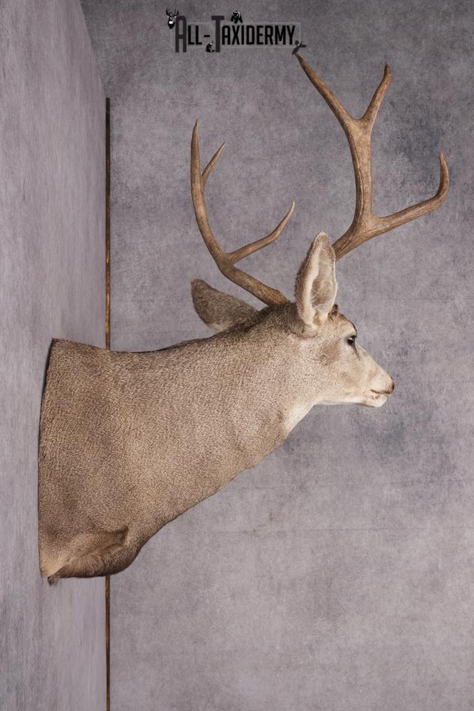 Mule Deer Taxidermy Shoulder Mount SKU 2762 - Image 7