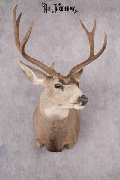 Mule Deer Taxidermy Shoulder Mount SKU 2762