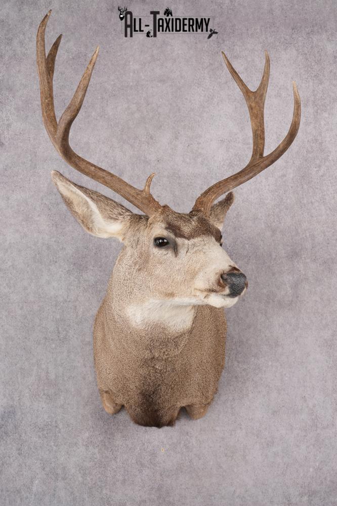 Mule Deer Taxidermy Shoulder Mount SKU 2762