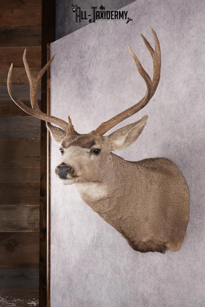 Mule Deer Taxidermy Shoulder Mount SKU 2762 - Image 6