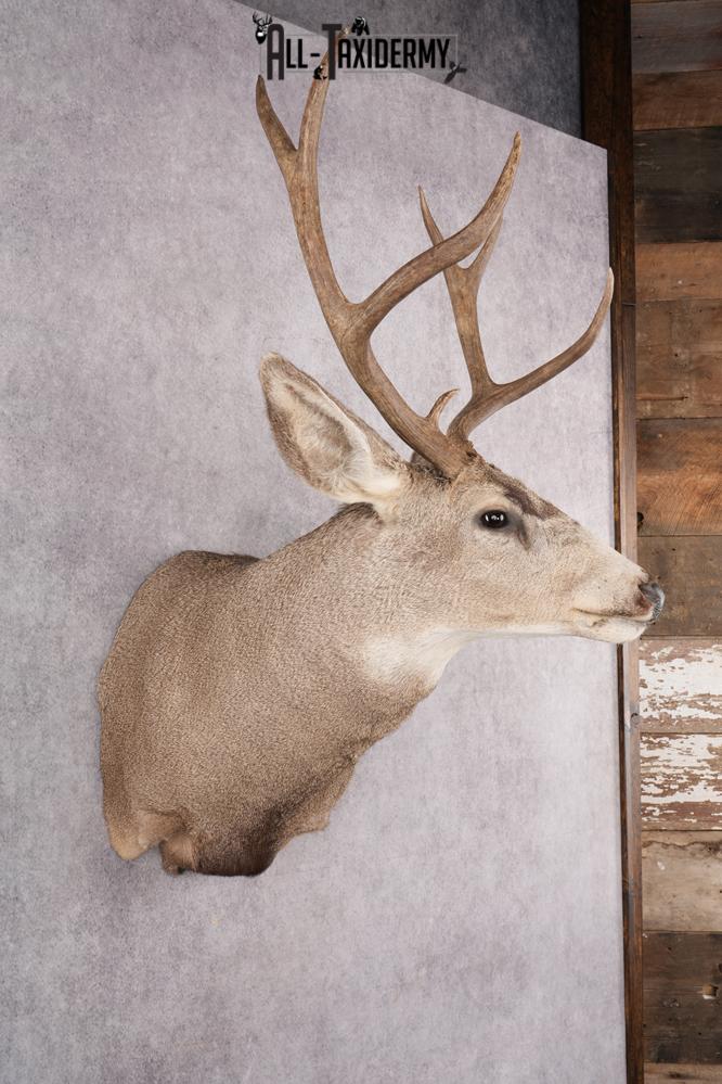 Mule Deer Taxidermy Shoulder Mount SKU 2762 - Image 5