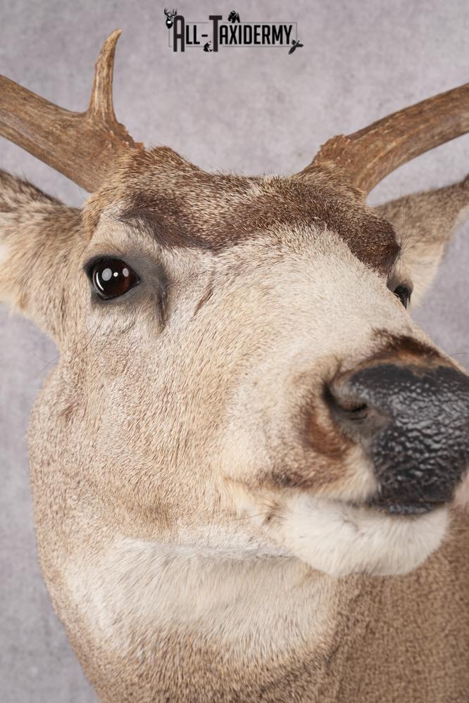 Mule Deer Taxidermy Shoulder Mount SKU 2762 - Image 4