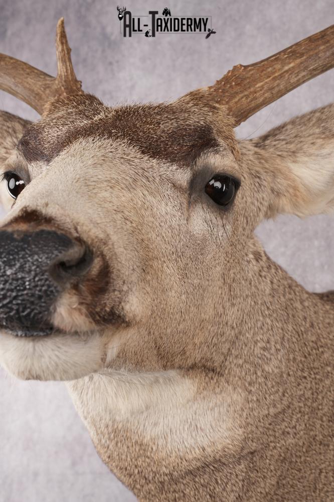 Mule Deer Taxidermy Shoulder Mount SKU 2762 - Image 3