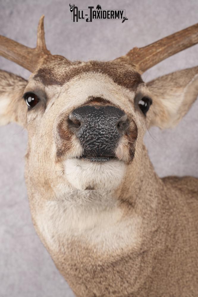 Mule Deer Taxidermy Shoulder Mount SKU 2762 - Image 2