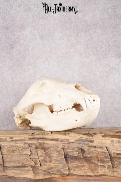 Alaskan Brown Bear Skull SKU 2752