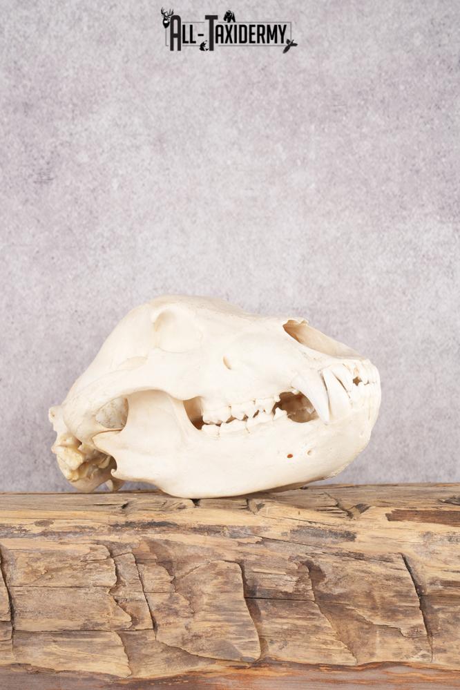 Alaskan Brown Bear Skull SKU 2752 All Taxidermy Alaskan brown bear skull sku 2752 all taxidermy