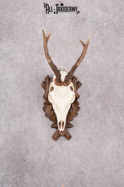 European Roe Deer Skull on Custom Carved Plaque SKU 2768