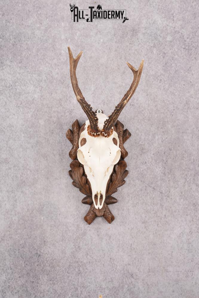 European Roe Deer Skull on Custom Carved Plaque SKU 2768