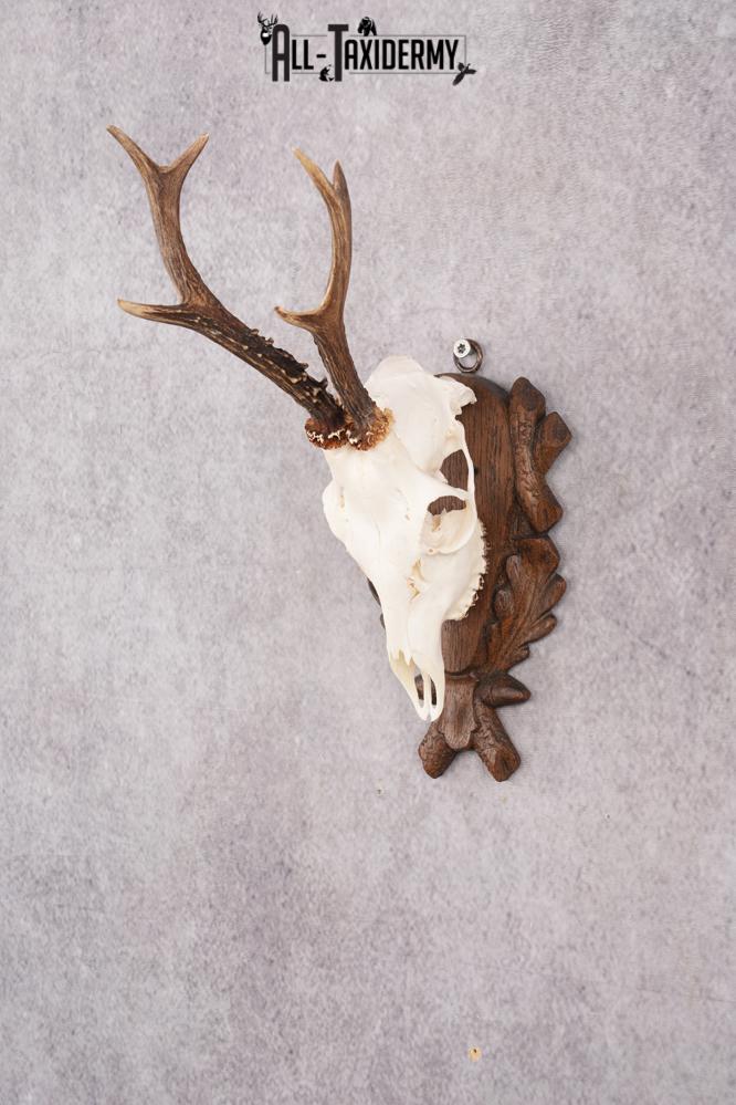 European Roe Deer Skull on Custom Carved Plaque SKU 2768 - Image 5