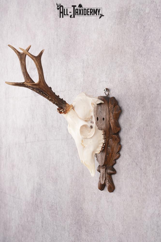 European Roe Deer Skull on Custom Carved Plaque SKU 2768 - Image 4