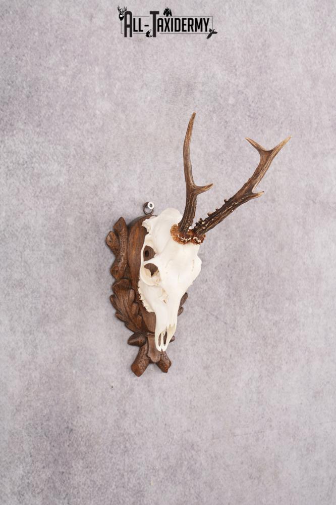 European Roe Deer Skull on Custom Carved Plaque SKU 2768 - Image 3