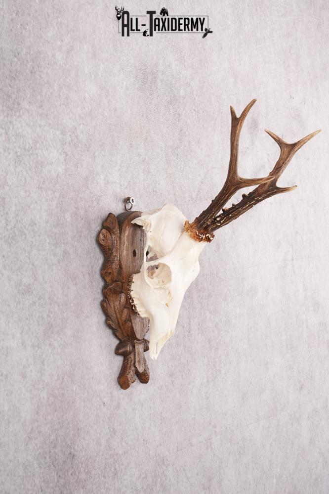 European Roe Deer Skull on Custom Carved Plaque SKU 2768 - Image 2