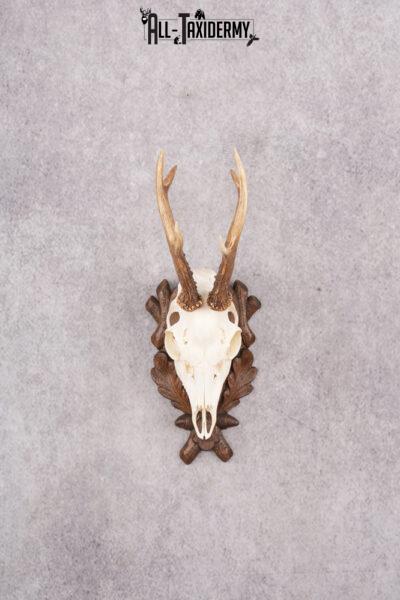 European Roe Deer Skull on Custom Plaque SKU 2769