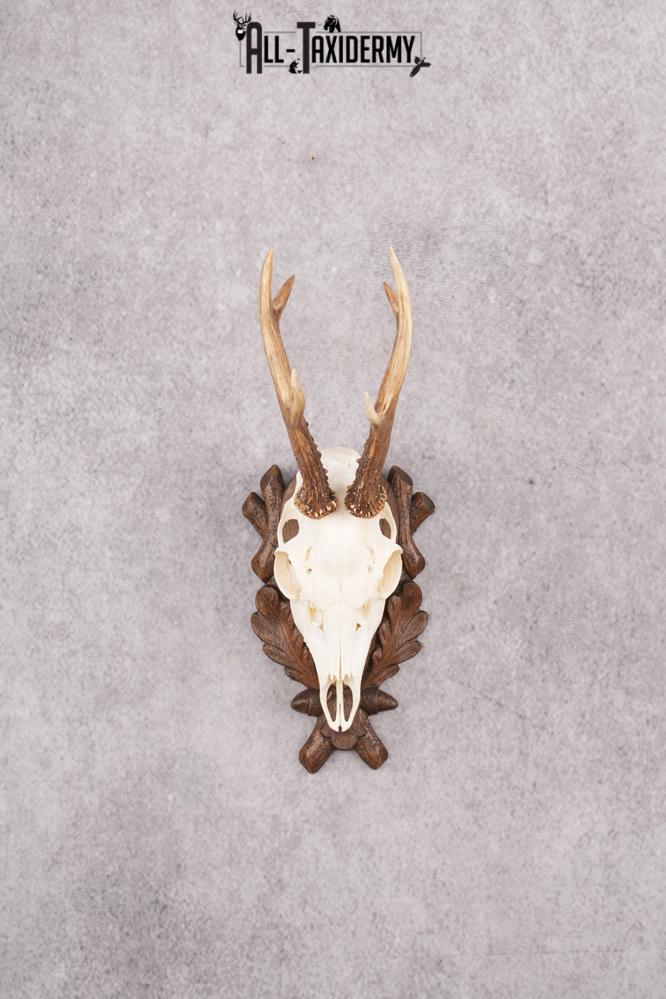 European Roe Deer Skull on Custom Plaque SKU 2769