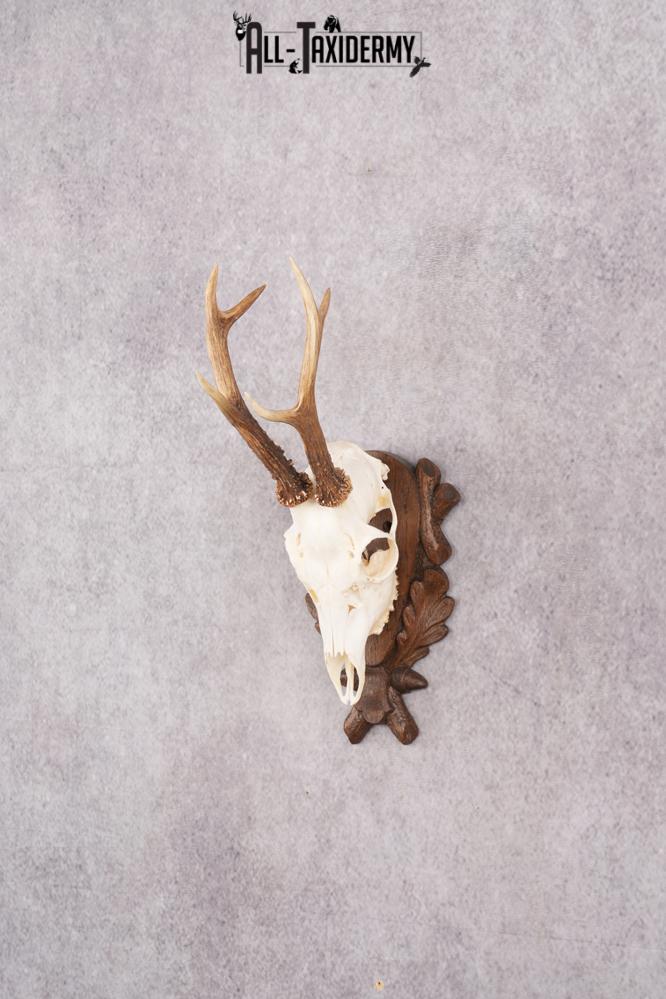 European Roe Deer Skull on Custom Plaque SKU 2769 - Image 9