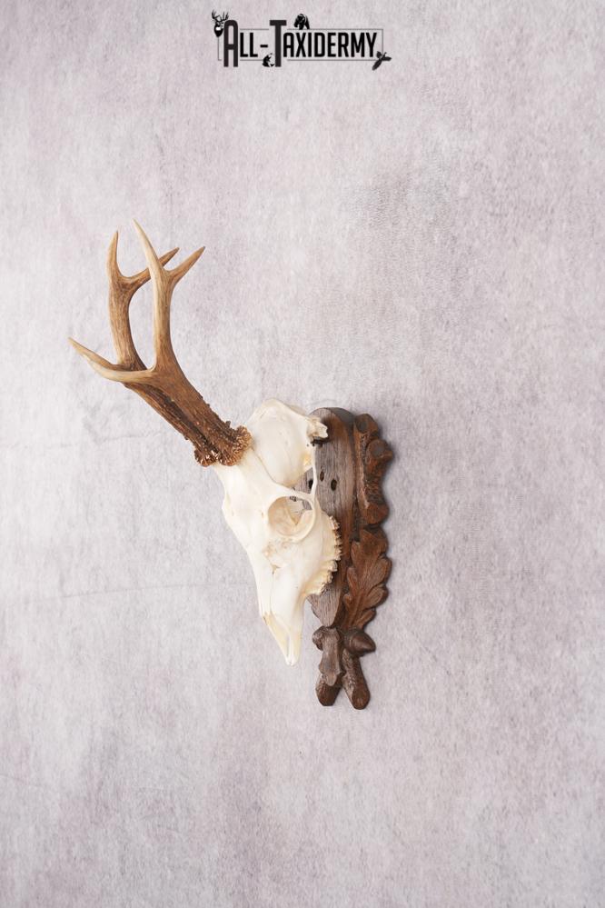 European Roe Deer Skull on Custom Plaque SKU 2769 - Image 8