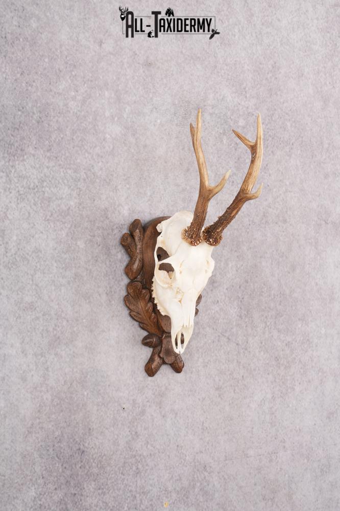European Roe Deer Skull on Custom Plaque SKU 2769 - Image 7