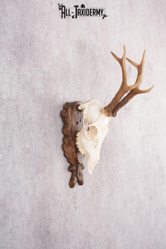 European Roe Deer Skull on Custom Plaque SKU 2769 - Image 6