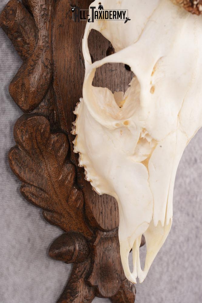 European Roe Deer Skull on Custom Plaque SKU 2769 - Image 5