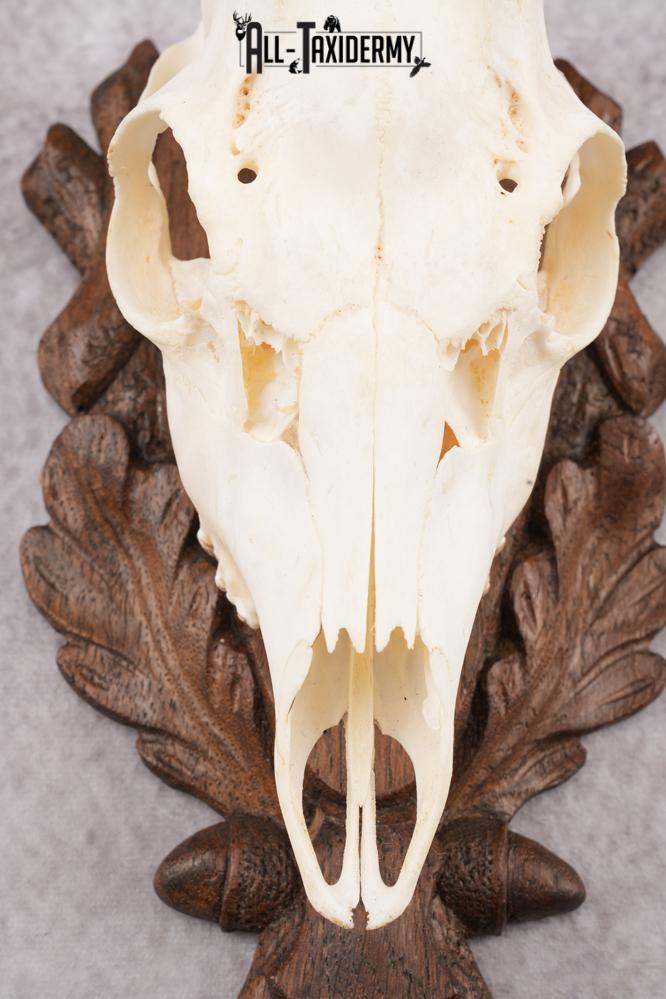 European Roe Deer Skull on Custom Plaque SKU 2769 - Image 4