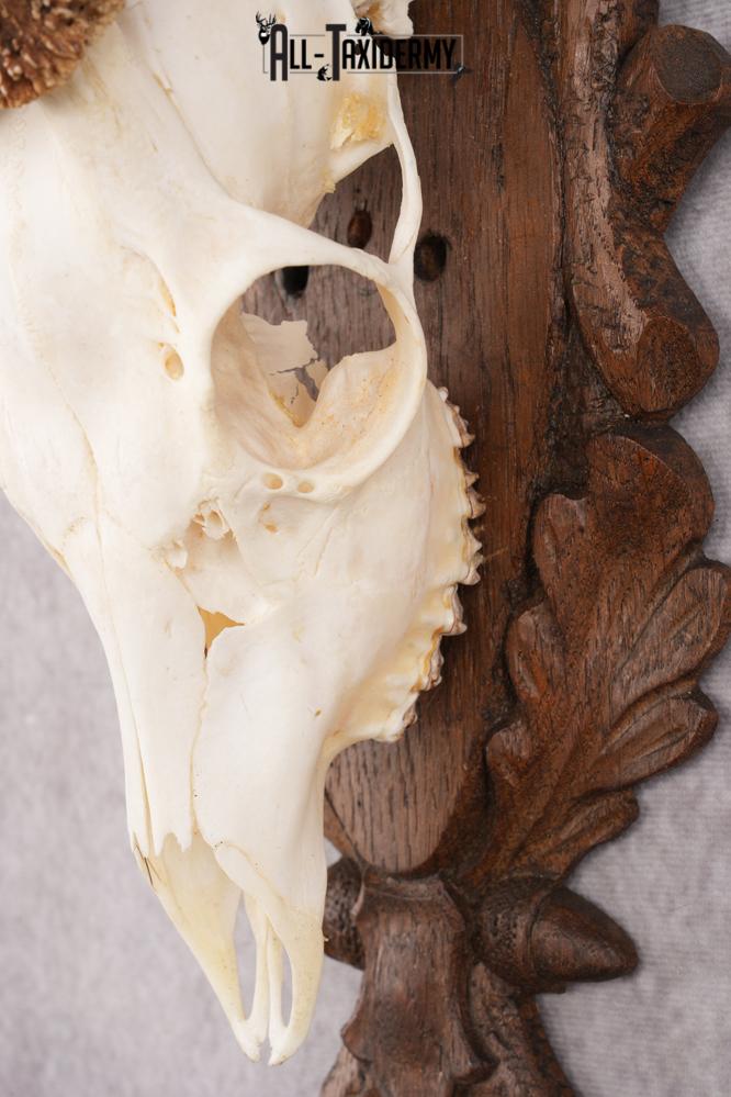 European Roe Deer Skull on Custom Plaque SKU 2769 - Image 3