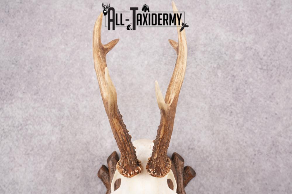European Roe Deer Skull on Custom Plaque SKU 2769 - Image 2
