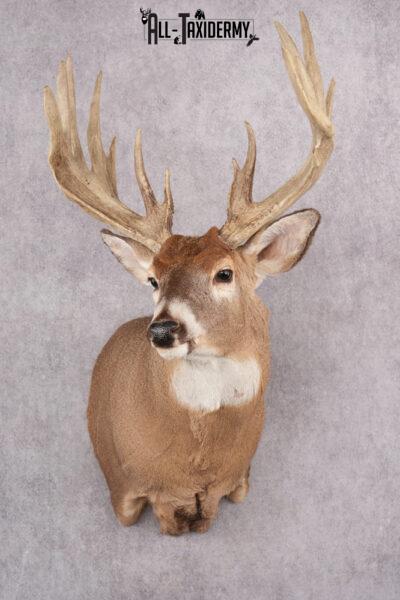 Whitetail Deer Taxidermy Shoulder Mount SKU 2792