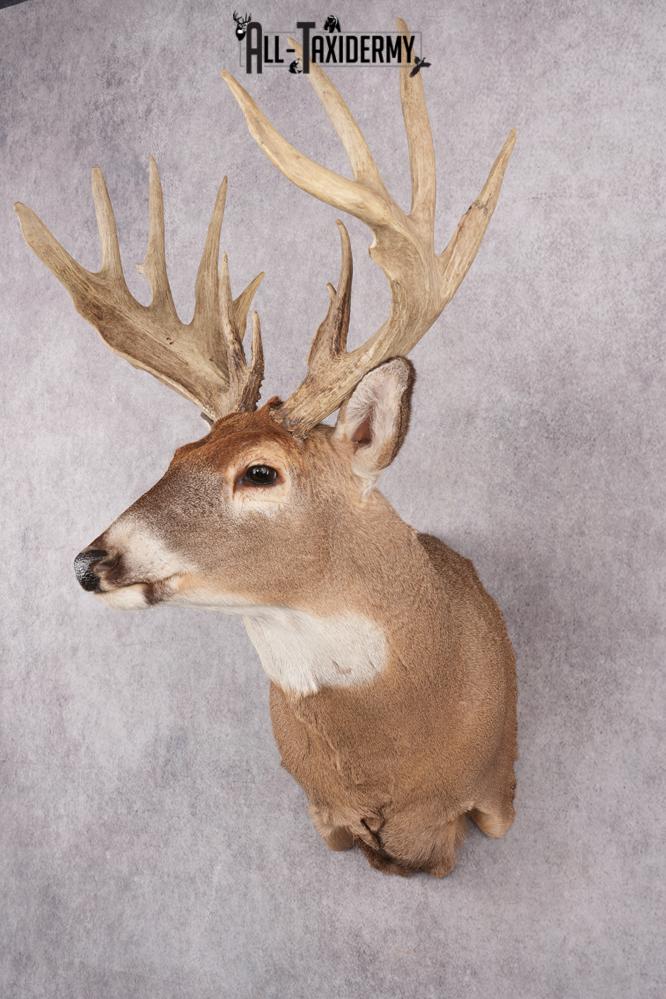 Whitetail Deer Taxidermy Shoulder Mount SKU 2792 - Image 8