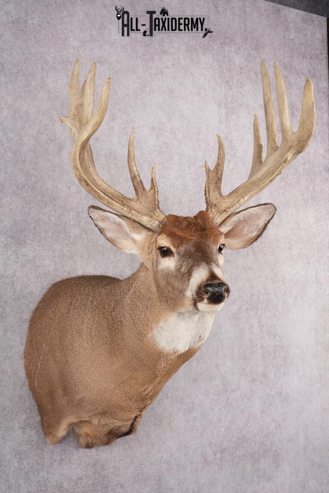 Whitetail Deer Taxidermy Shoulder Mount SKU 2792 - Image 7