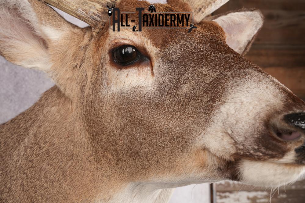 Whitetail Deer Taxidermy Shoulder Mount SKU 2792 - Image 6