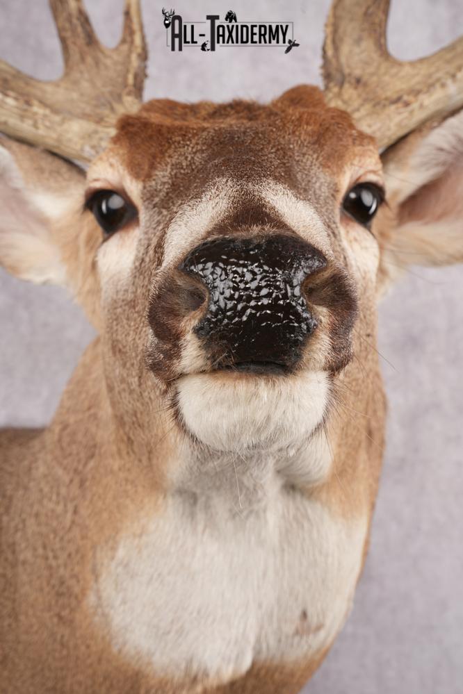 Whitetail Deer Taxidermy Shoulder Mount SKU 2792 - Image 4