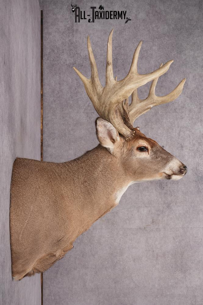 Whitetail Deer Taxidermy Shoulder Mount SKU 2792 - Image 3