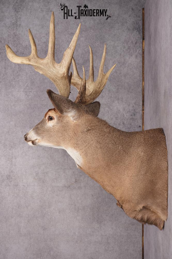 Whitetail Deer Taxidermy Shoulder Mount SKU 2792 - Image 2