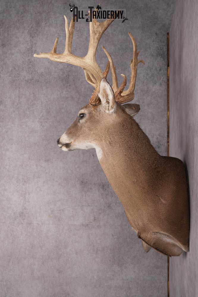Whitetail Deer Taxidermy Shoulder Mount SKU 2794 - Image 7