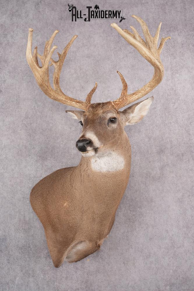 Whitetail Deer Taxidermy Shoulder Mount SKU 2794